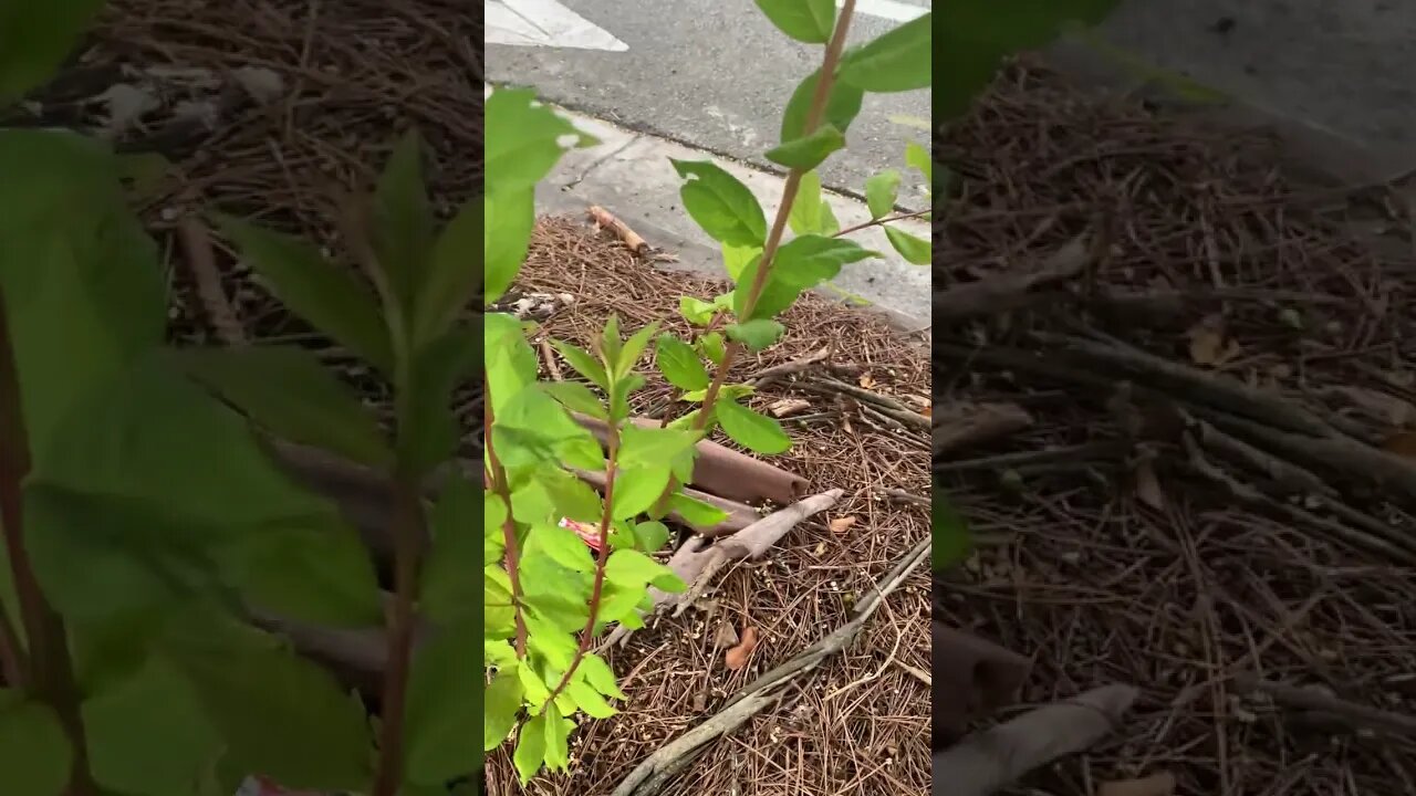 Beetle Crawling Up Plant Part 2