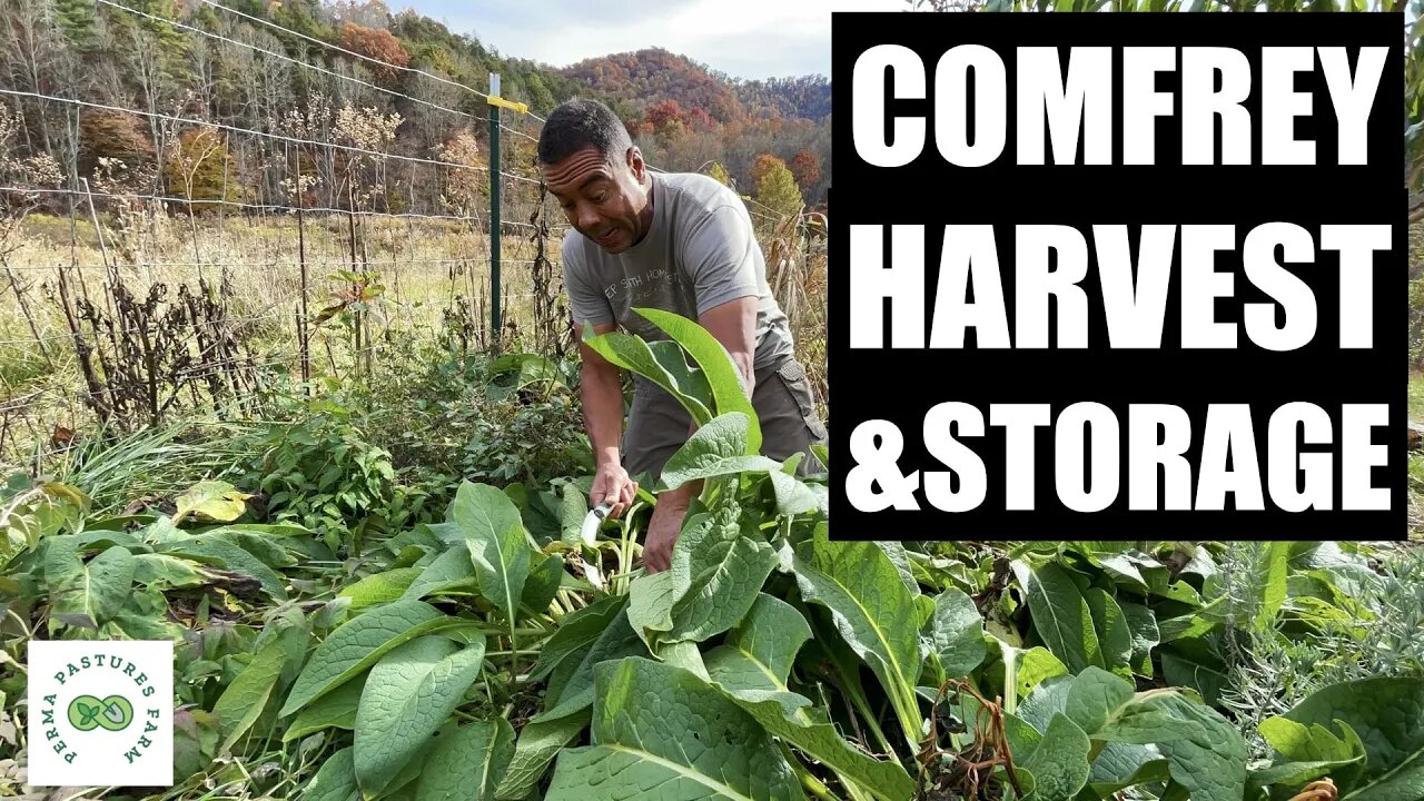Harvest your Comfrey Before WINTER