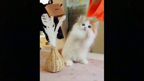 Funny and Cute Cats Best Moments-Cute Baby Cats Compilation