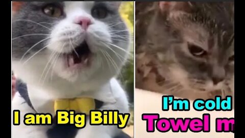 Cats talking!! These cat speak english better than human