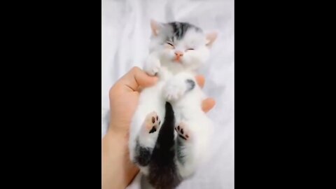 Sweet funny kitten funny moments