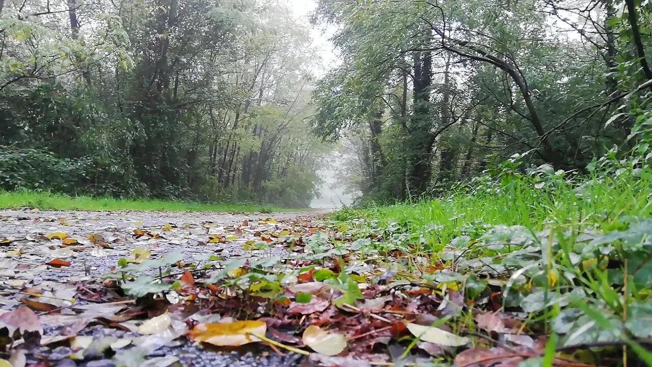 Water Plant Fog Dolomiti Rain Italy Alpi Nature 😊 White Noise for Sleeping, Relaxing, Study