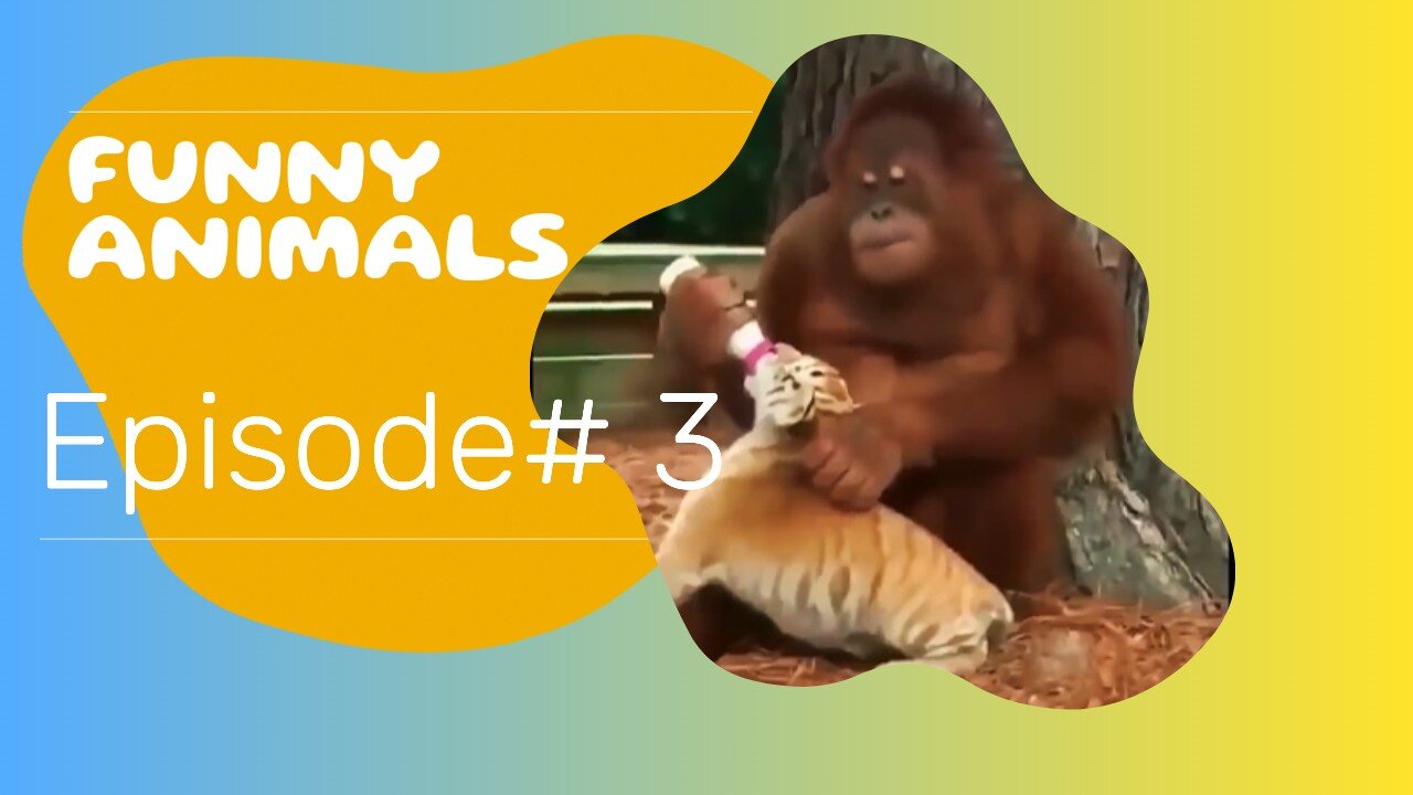 Funny animals going Viral episode# 3 cute cats and dogs