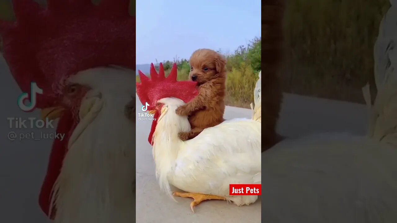 Fancy a ride? #cute #tiktok #viral #funnyanimals #dog #puppy