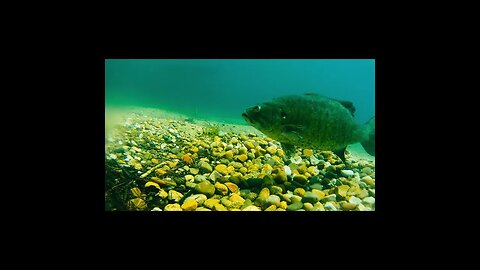 that's a nice looking fish