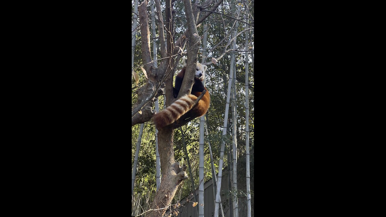 CUTE Red Panda