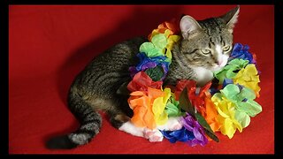 Cat Photography