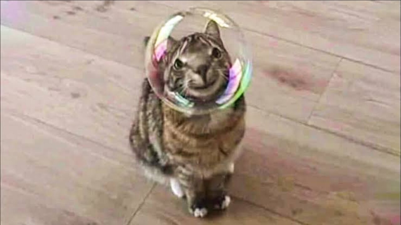 Awesome SO Cute Cat ! Cute and Funny Cat Videos to Keep You Smiling! 🐱