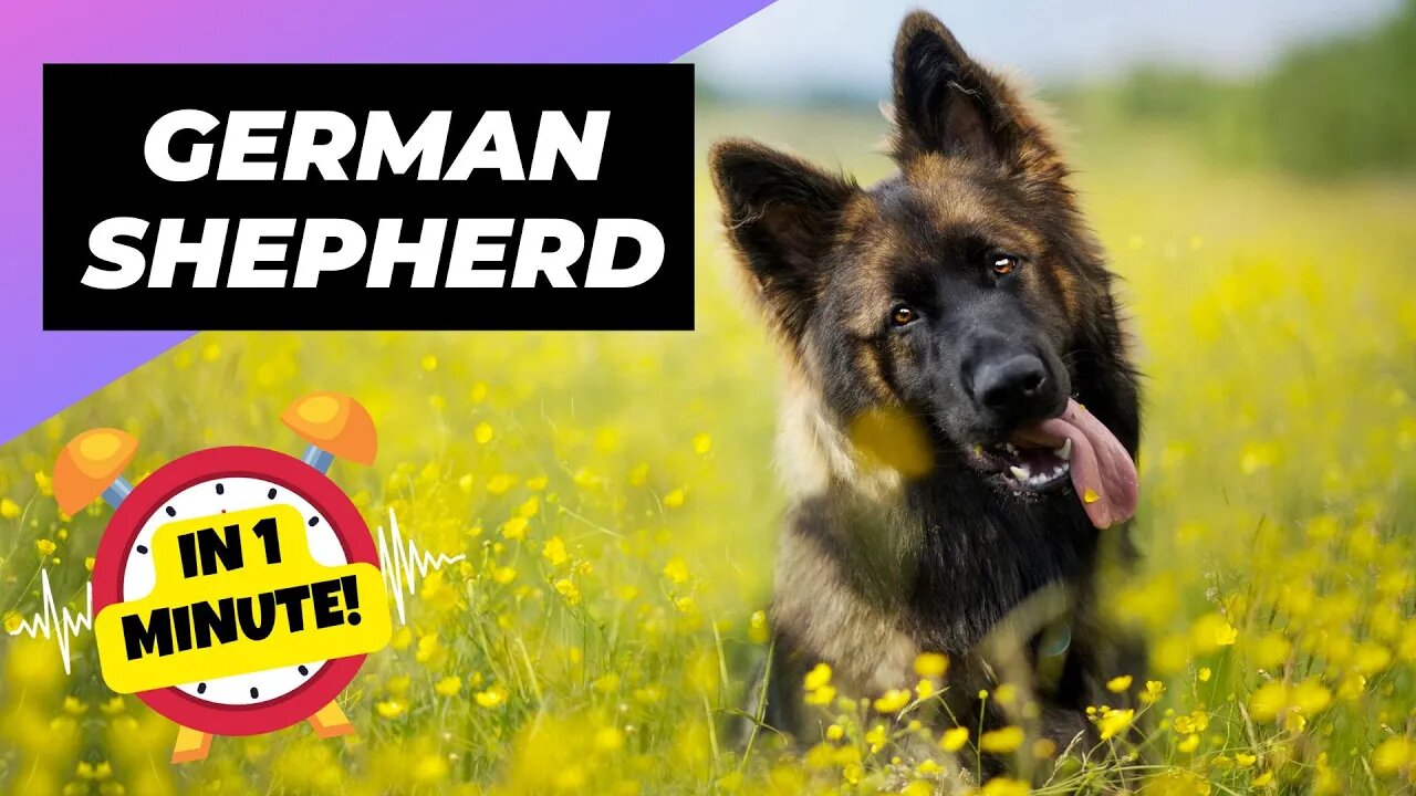 German Shepherd - In 1 Minute! 🐶 One Of The Most Intelligent Dog Breeds In The World