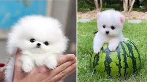 Mini Pomeranian 🔴 Funny and Cute Pomeranian Videos | Funny Puppy Videos 2020