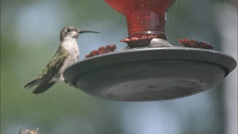 Hummingbird photos