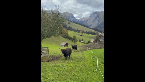Cows and beautiful scenery😍