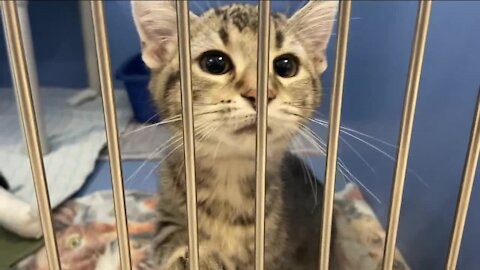 Local animal shelter offers a 'purrfect' promotion to get cats adopted as kitten season ensues