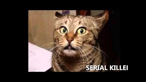 ONE MINUTE 20 SECONDS OF THE FUNNIEST CAT VIDEOS EVER! IN THE WORLD