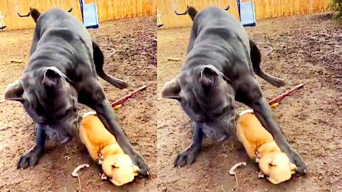 Cute and funny dog || small dog vs Big dog😘😘