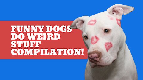 Funny Dogs Do Weird Stuff Compilation!