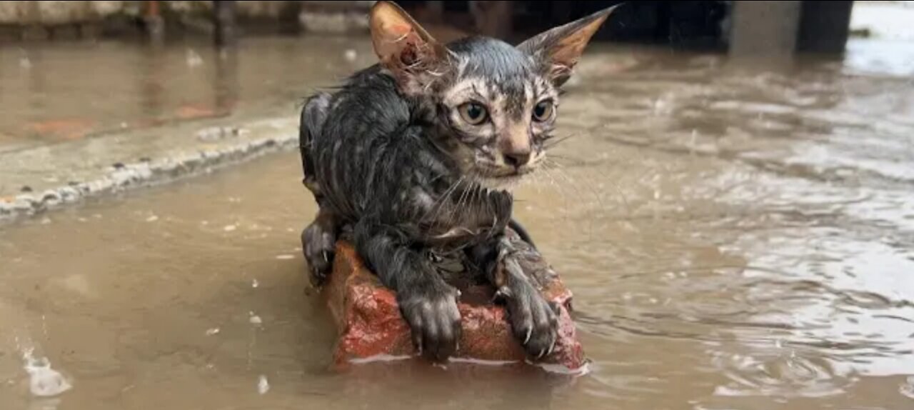 Poor Kitten was Drowning in Rain and No one Helped!