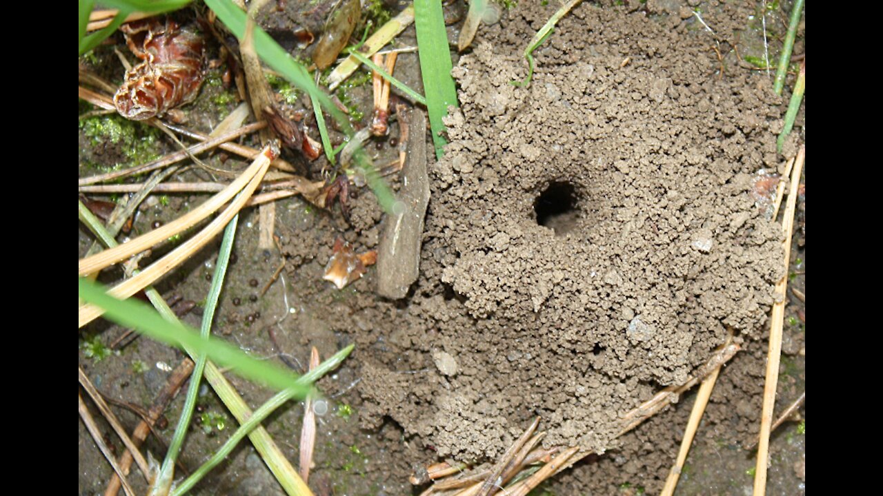 Ground Nesting Bees