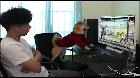 Funny dog playing PC games (full version)