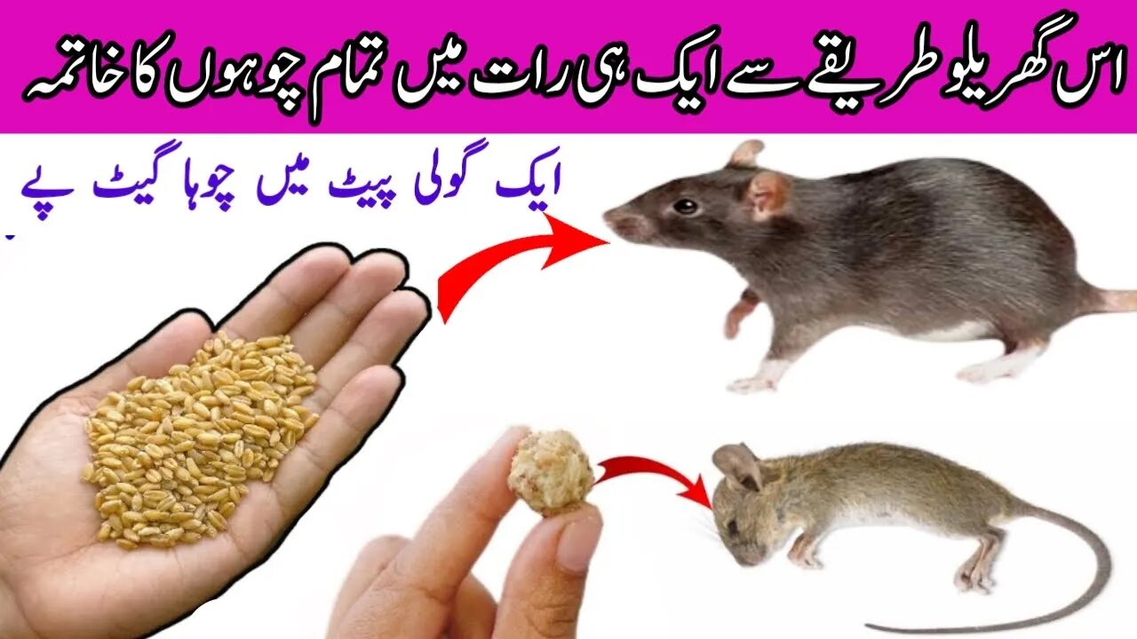 Chuhe Bhagane Ka Asaan Tarika 😱 Homemade Quick Rat Killer | Hacks | Kitchen Tips | Get Rid Of Mouse