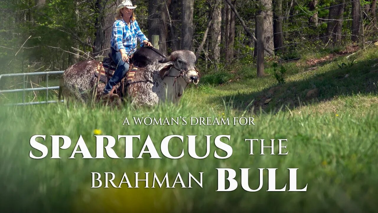 WHAT SHE DOES WITH HER BULL IS AMAZING!!!! | A Woman's Dream for SPARTACUS The Brahman Bull