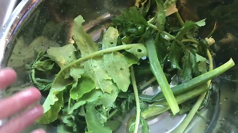 Fermenting turnip and radish greens