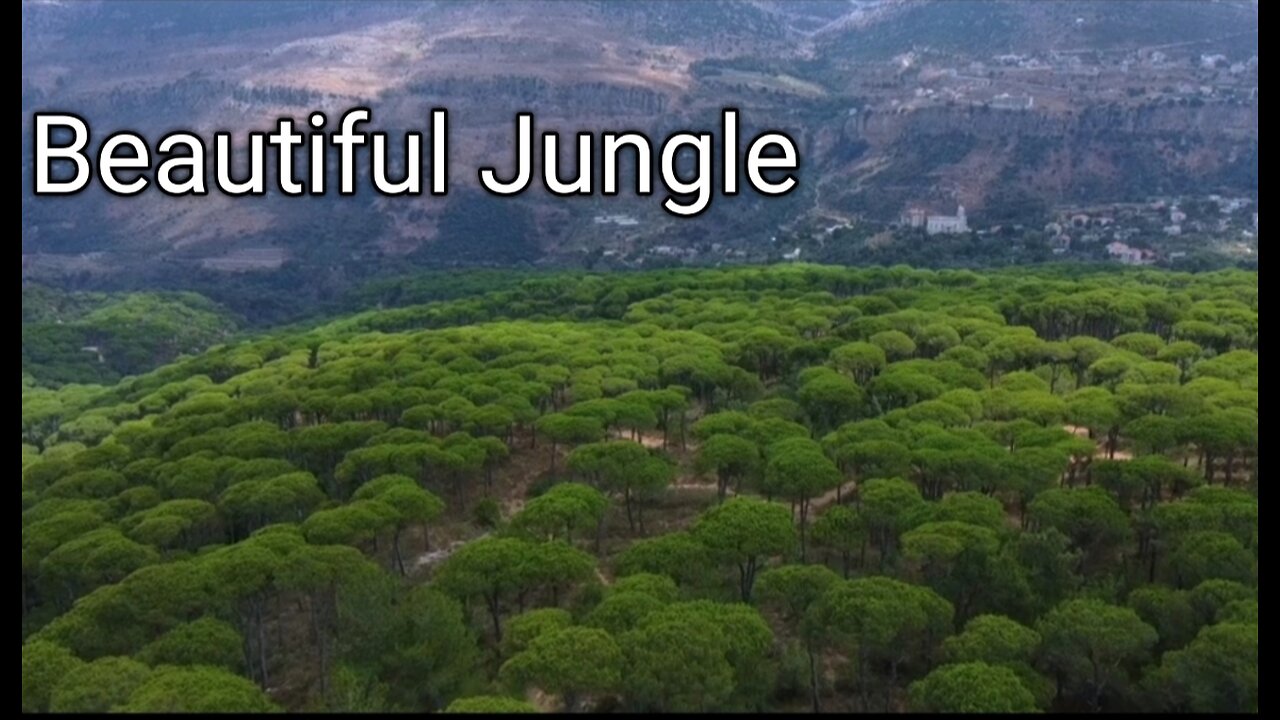 Beautiful jungle view with nature sounds