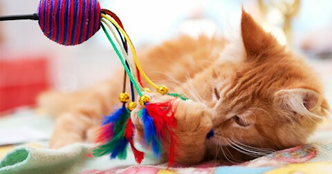 A cat playing with a toy