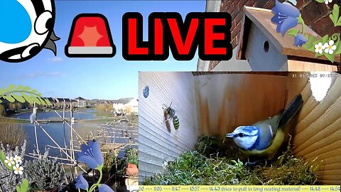 🚨06/04/23(Day)🏴󠁧󠁢󠁥󠁮󠁧󠁿Bird Nest Box - Blue Tit Nest Building Stage