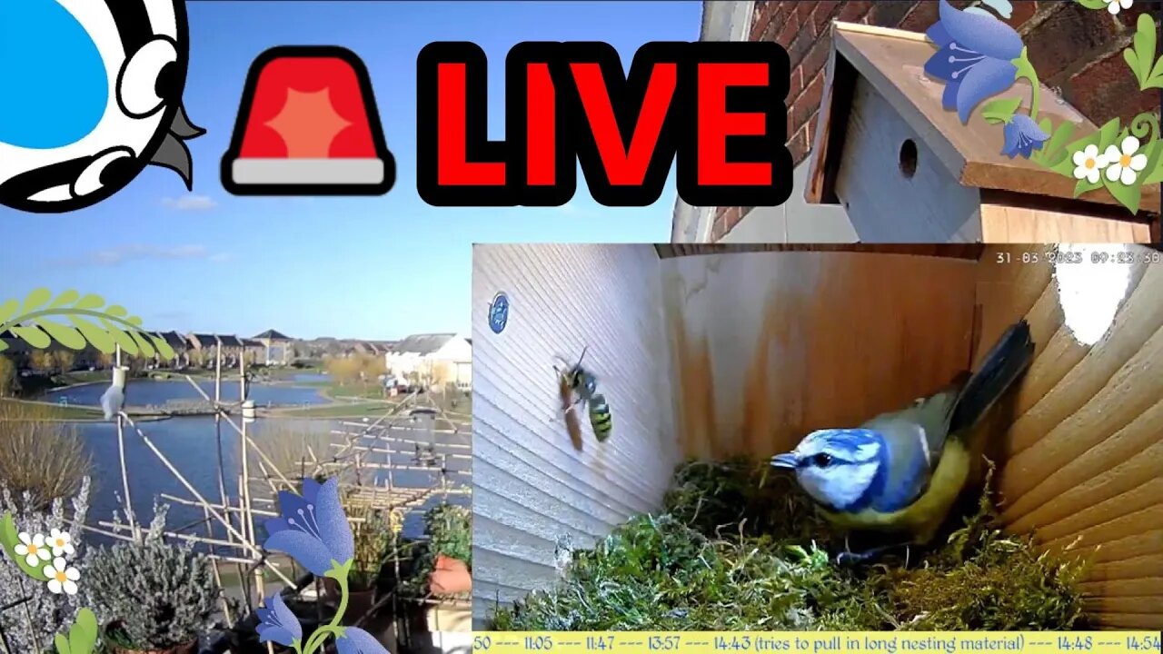 🚨06/04/23(Day)🏴󠁧󠁢󠁥󠁮󠁧󠁿Bird Nest Box - Blue Tit Nest Building Stage