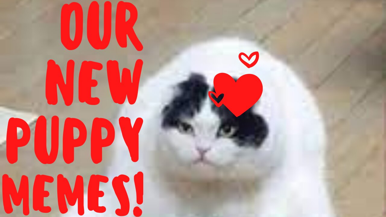 Best Funny Pet MEMES COMPILATION for Happy Mind