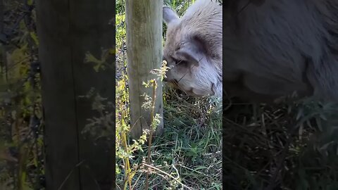 The Cute Pigs of Queens County Farm Museum