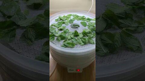 Drying Mint, Adding To My Food Preps