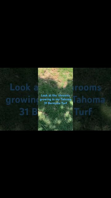 #viral #lawn #mowing #mushroom #mulch #tahoma #shorts #lawncare #turf #sod #grass #home #lawncare