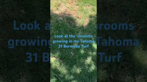 #viral #lawn #mowing #mushroom #mulch #tahoma #shorts #lawncare #turf #sod #grass #home #lawncare