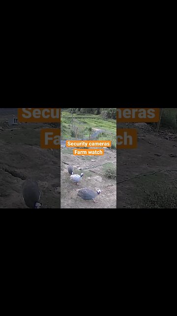 Farm cam: monitoring animals