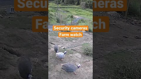 Farm cam: monitoring animals