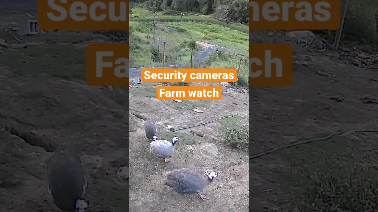 Farm cam: monitoring animals