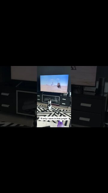 Funny Cats and Kittens Meowing Compilation&Baby Cats -Cute and Funny Cat Videos #shorts (3)