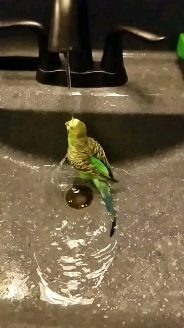 Slow-mo birdy bath!