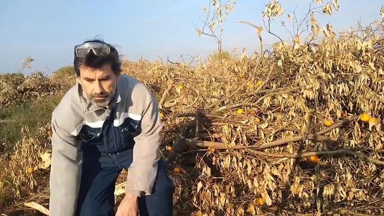 Spanish farmers forced to abandon orange crops