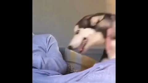 #shortscatsvideos #shorts cats videos #shortspetsvideos #shortspetsvideos #shortsanimalsvideos