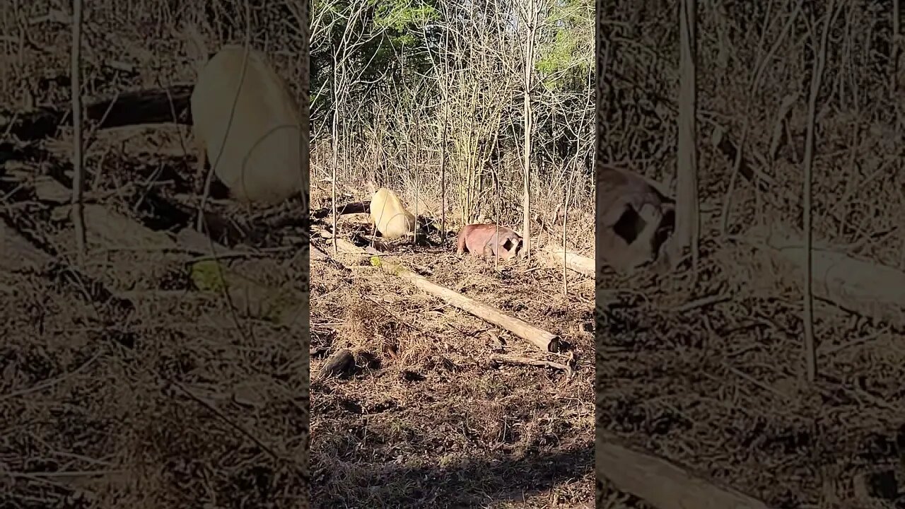 🐖 ☀️ Two Pigs Soaking up the Winter Sun @UncleTimsFarm #kärnəvór