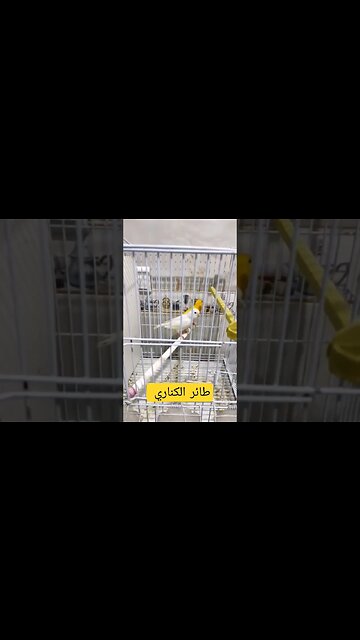 طائر الكناري