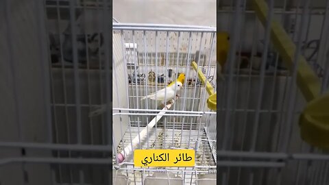طائر الكناري