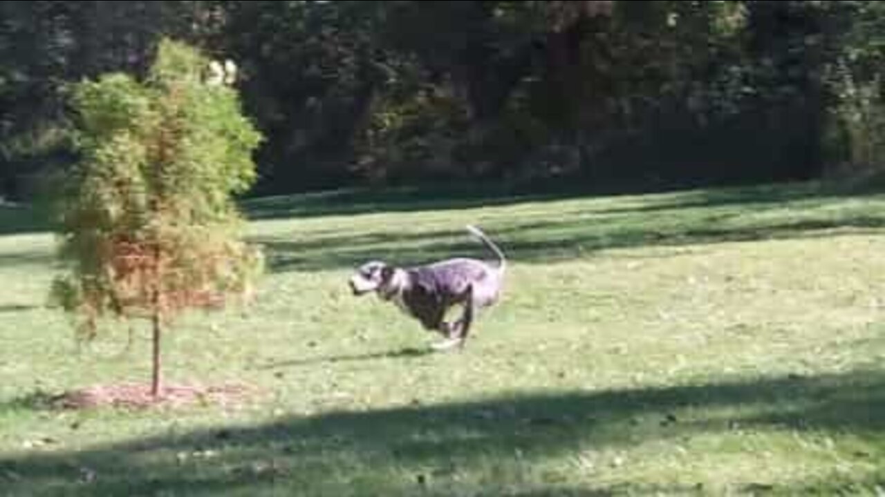 Clumsy Great Dane accidentally tumbles into lake!