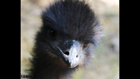 Monster of Loch Emu