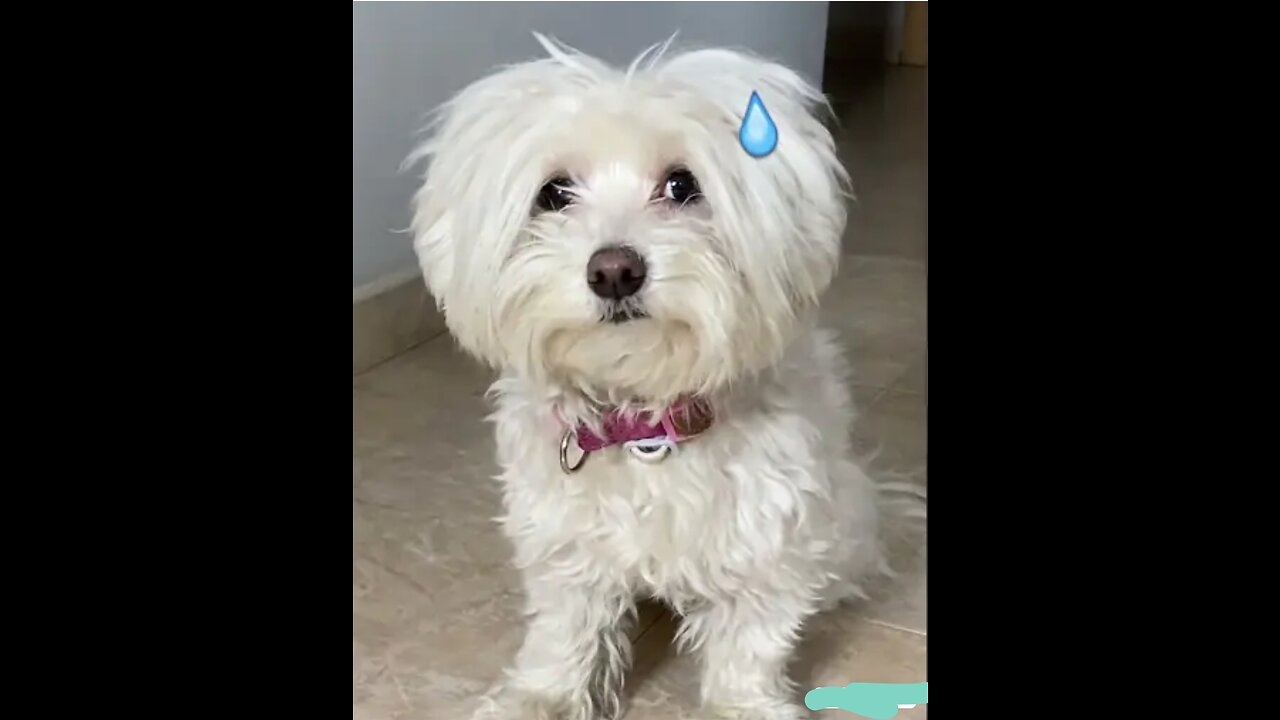 So cute dog video, some special moments