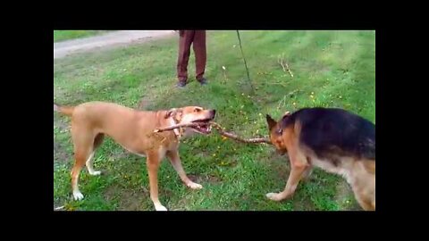 German Shepherd Attacks Pitbull