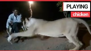 Moment man uses a live chicken to tease an enormous LIONESS